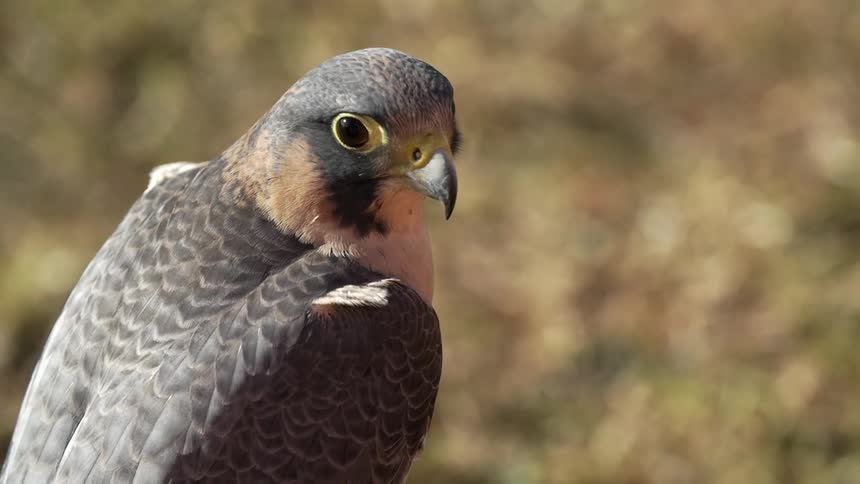 A bird looks around