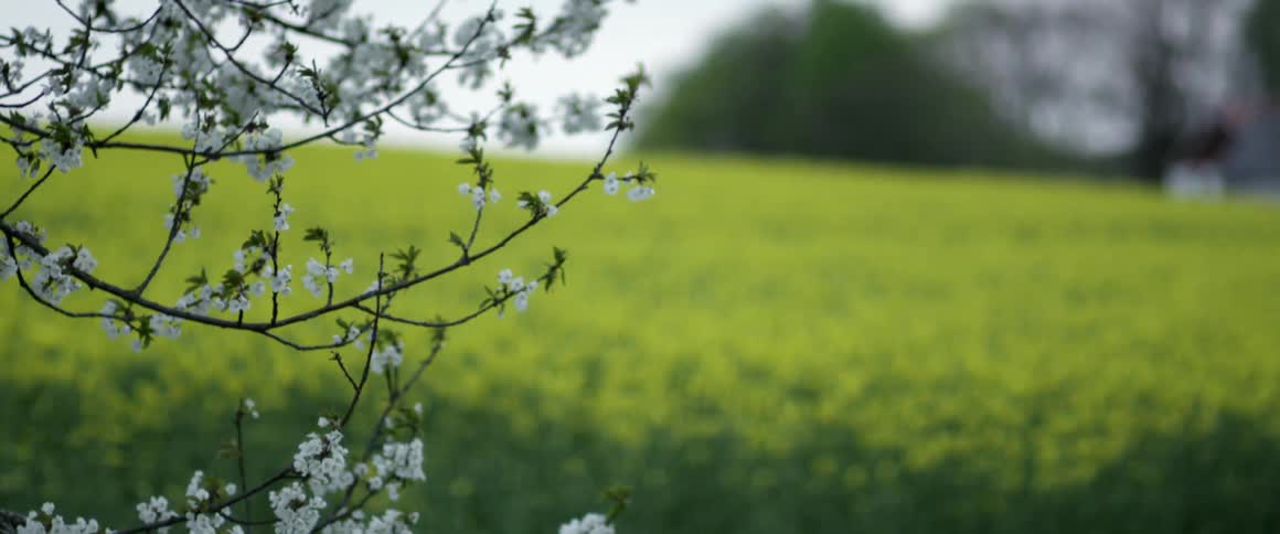 A budding tree in front of a yellow field
