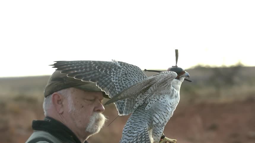 Man holds a bird of prey on his gloved hand