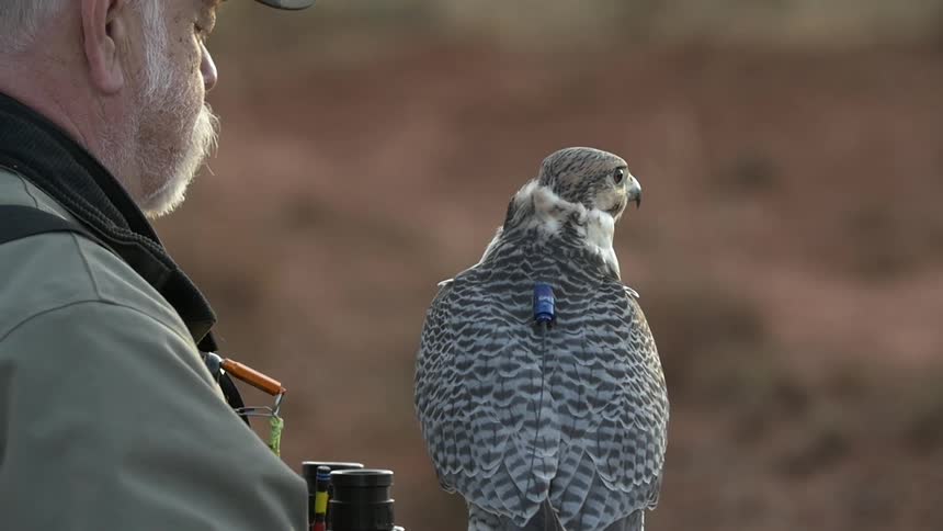 A man removes the helmet from his hawk