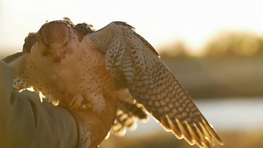 A bird flaps its wings while it's eating