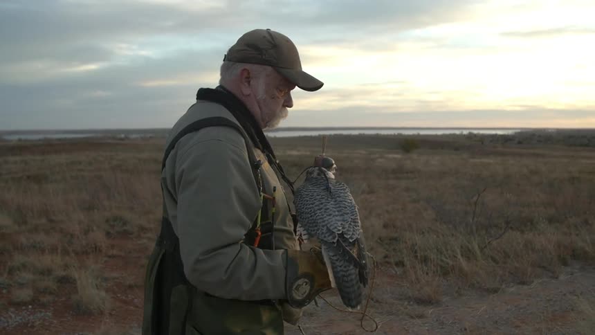 A man holding a falcon walks through an open field toward pickup trucks