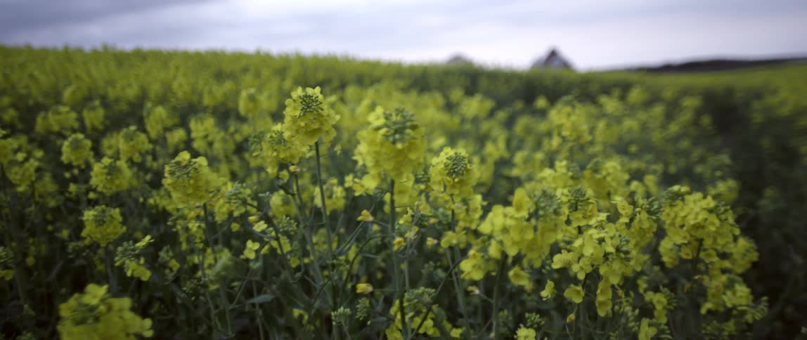 Yellow flowers fill this field on a cloudy day