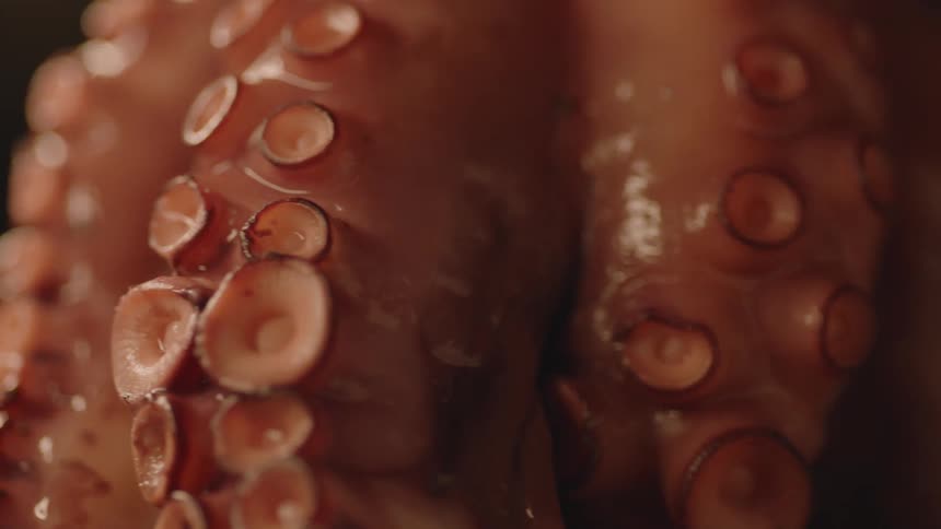 The tentacles of an octopus glistening as it twirls