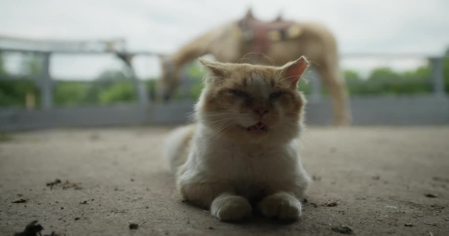 A cat lies on the ground in front of a horse