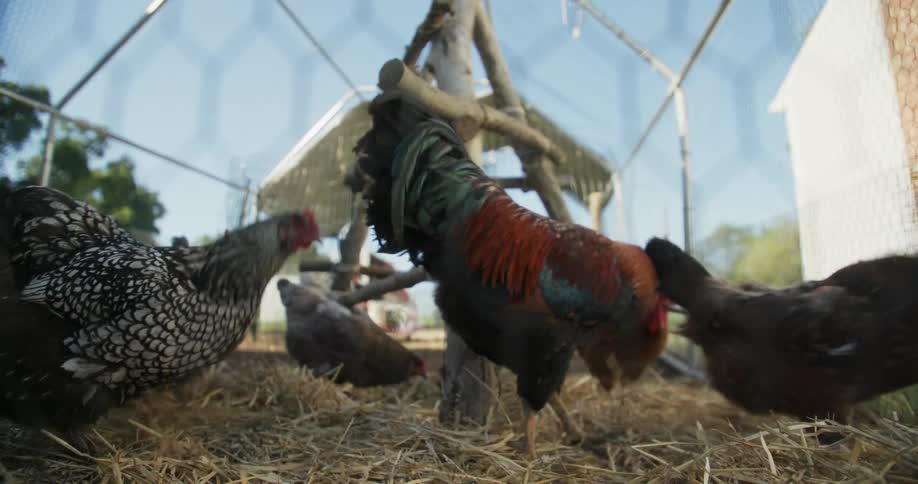 Chickens and roosters are walking around on straw in a fenced in area of a farm