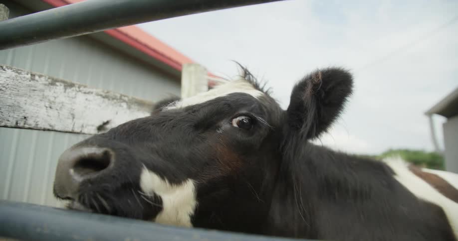 A cow standing behind a fence opens its mouth to moo