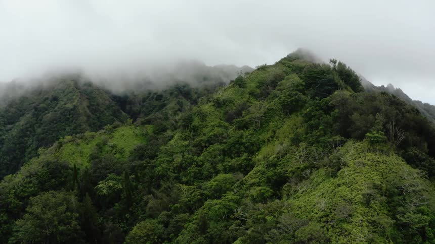 Dense fog moves over a hilly forest