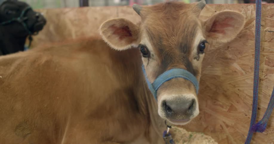 A calf stands in a pen