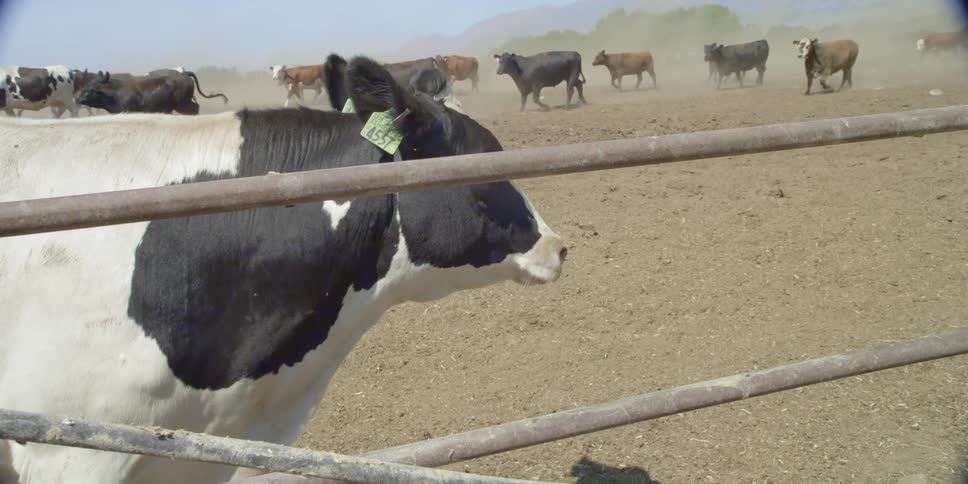 Cows walk in a herd behind a fence