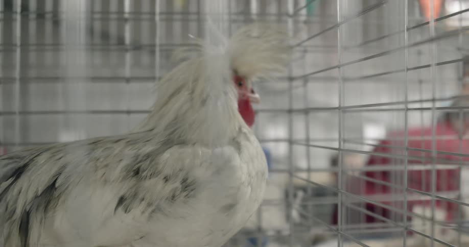 A white chicken is in a cage