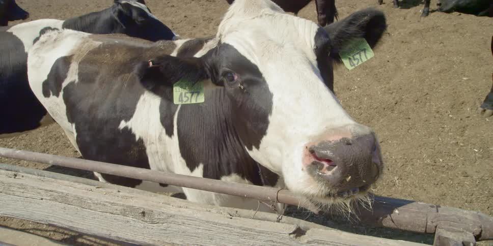 Farm