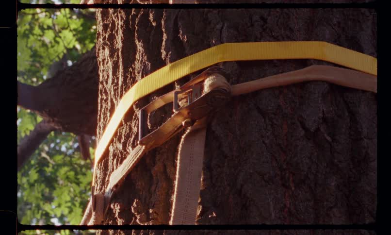 A strap around a tree trunk on a sunny day