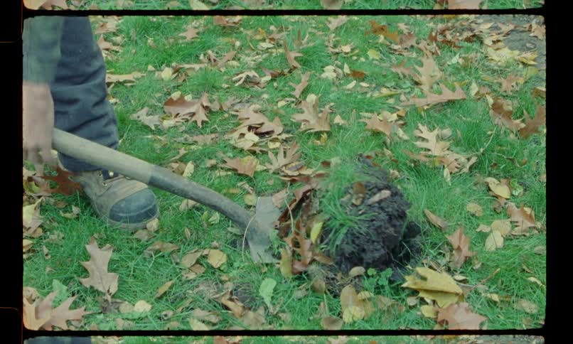 Person uses shovel to dig in grassy ground strewn with fallen leaves