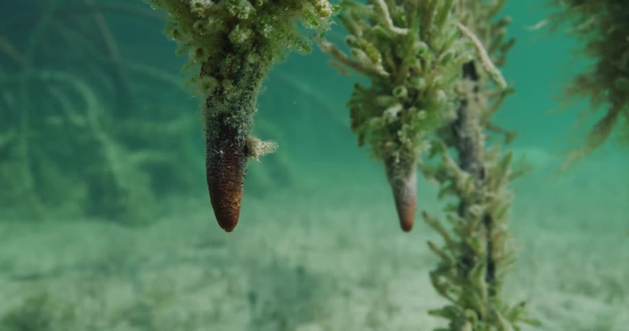 Sea plants sway in the water under the sea
