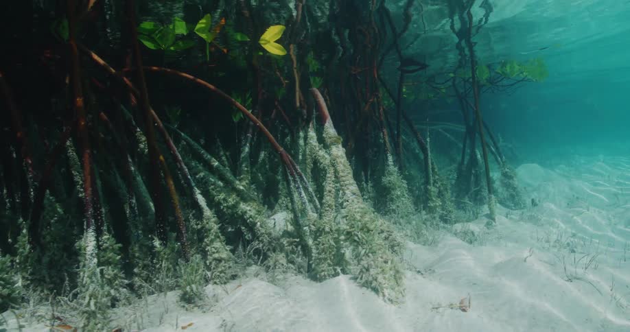 Plants and sand under water