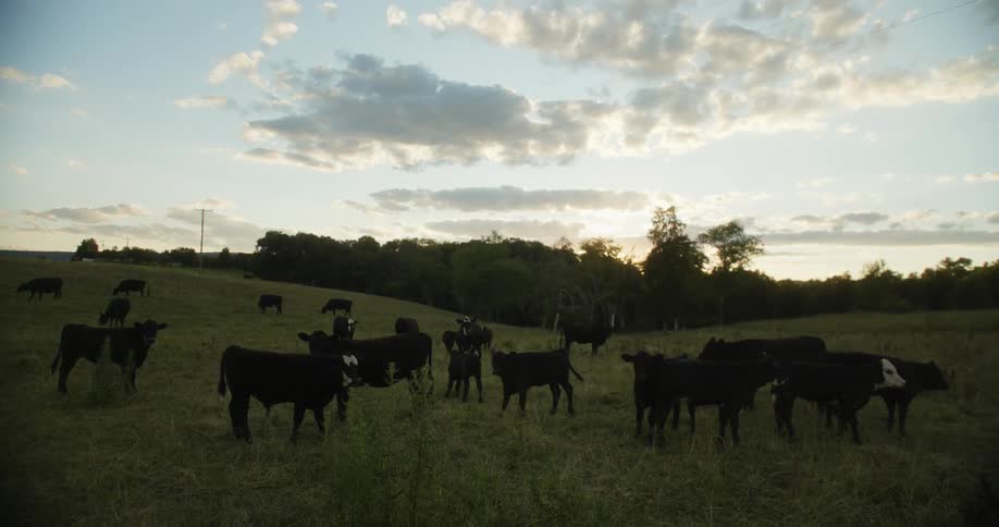 There is cows all around a farm area in the middle of the day