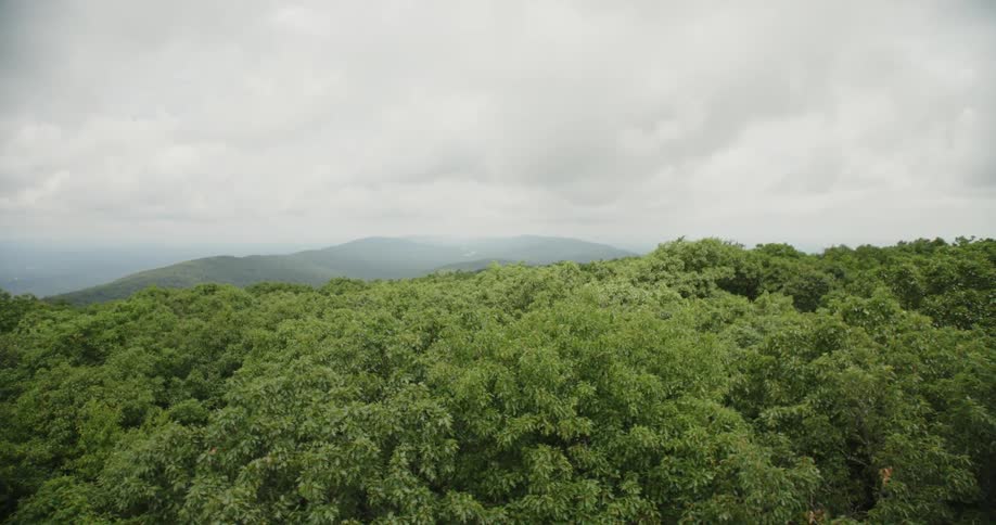 A pedestrian walkway overlooks a dense forest