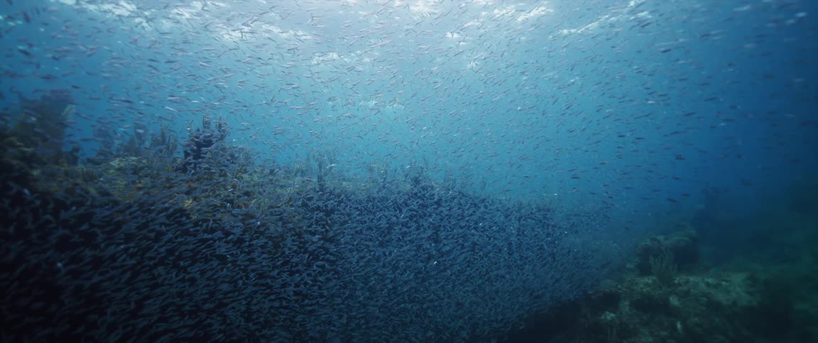 A school of fish travel underwater