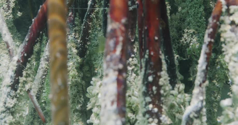 A small fish swims around plants in an aquarium