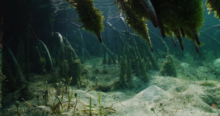 Sunlight shines through clear water as plants float above the seabed