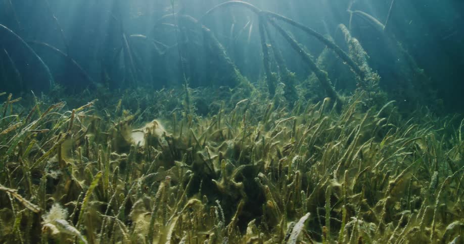 The shines underwater