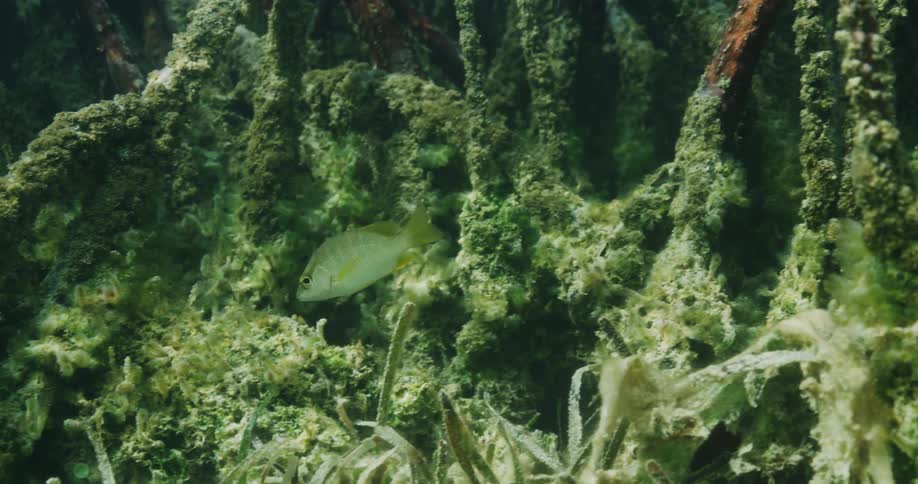 There is a fish tank with fish and plants in it