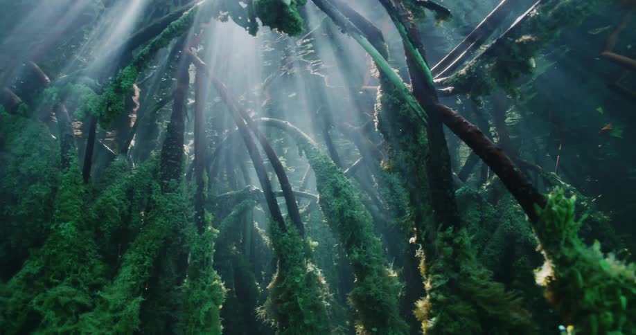 Underwater is filled with branches