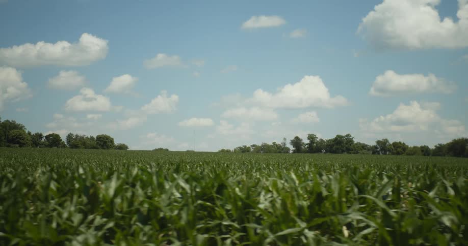 The crops are green on the farm
