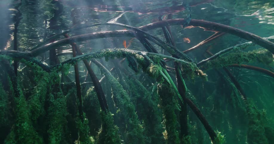 Fallen tree branches with the waves underwater
