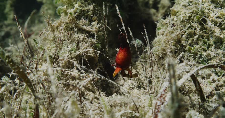 There is an ocean with fish and plant inside of it