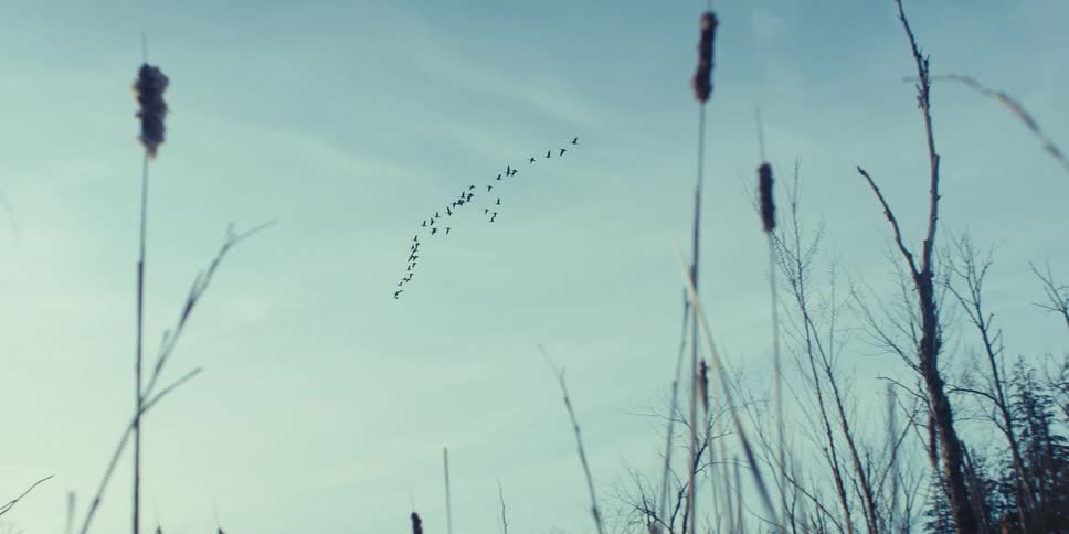 Cattails and plants stand tall as a flock of birds fly across the sky