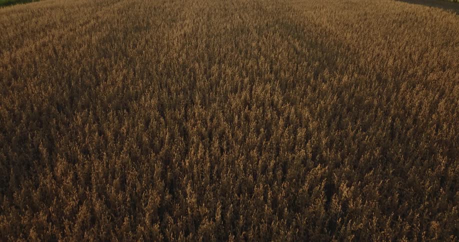 Aerial view of a farm with rows of crops in a field and trees on the horizon