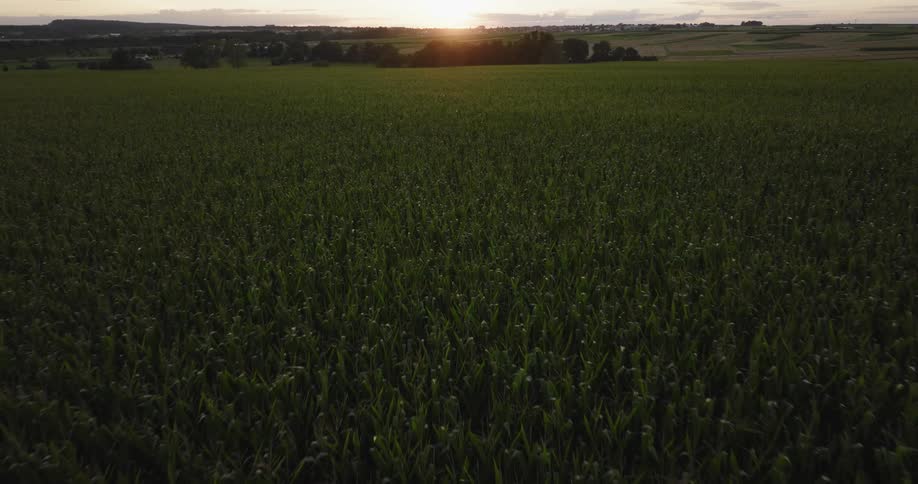 A farm plot is surrounded by lush green fields