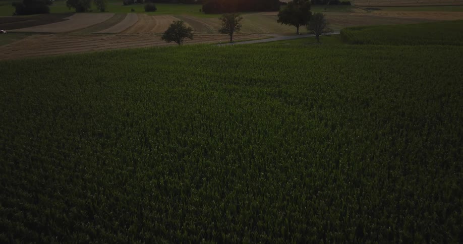 Plants growing in a field