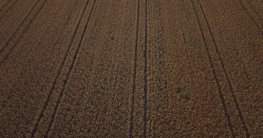 Crop fields with uniform stripes and tracks