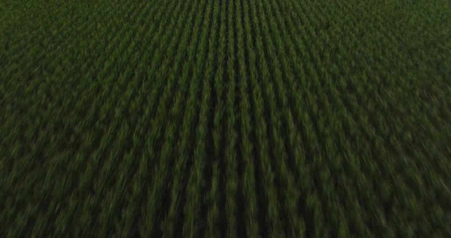 Crops stretch to open empty field with trees on the horizon
