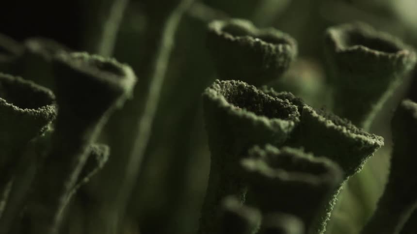 Gray bristles in a dim room