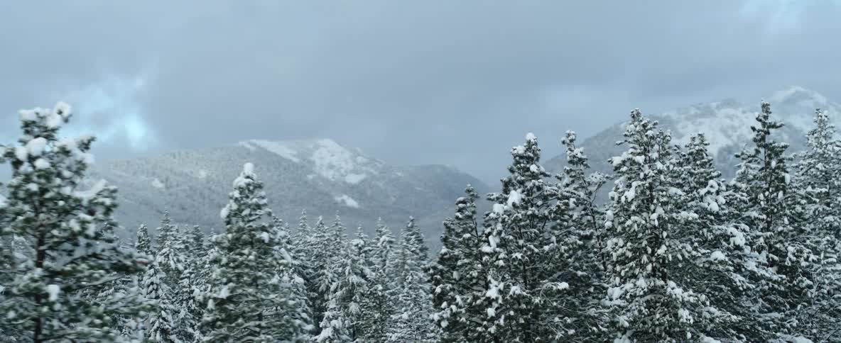 A dense forest of evergreen trees are cloaked in a layer of snow