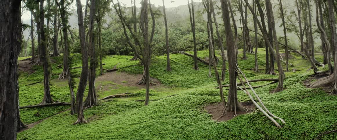Narrow trees fill a hilly forest