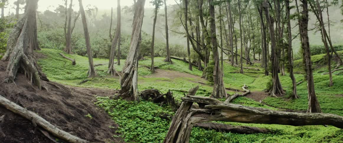 Trees and green vegetation in a forest
