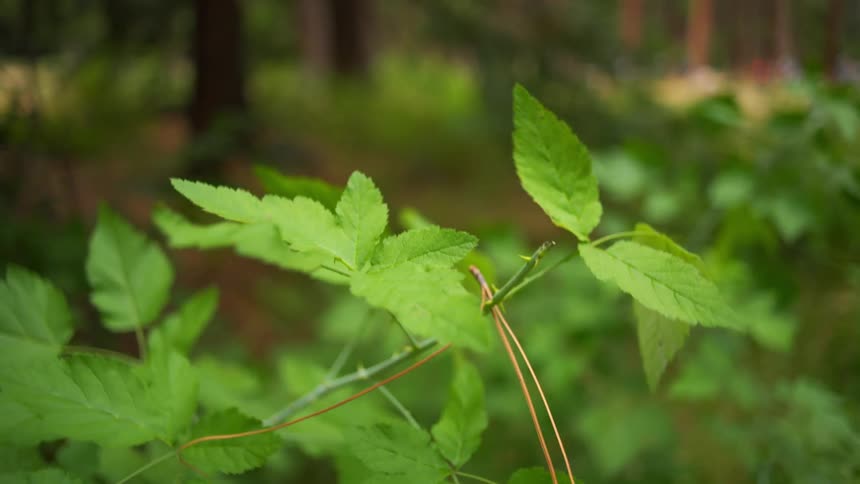 The green leaves on a plant move in the breeze