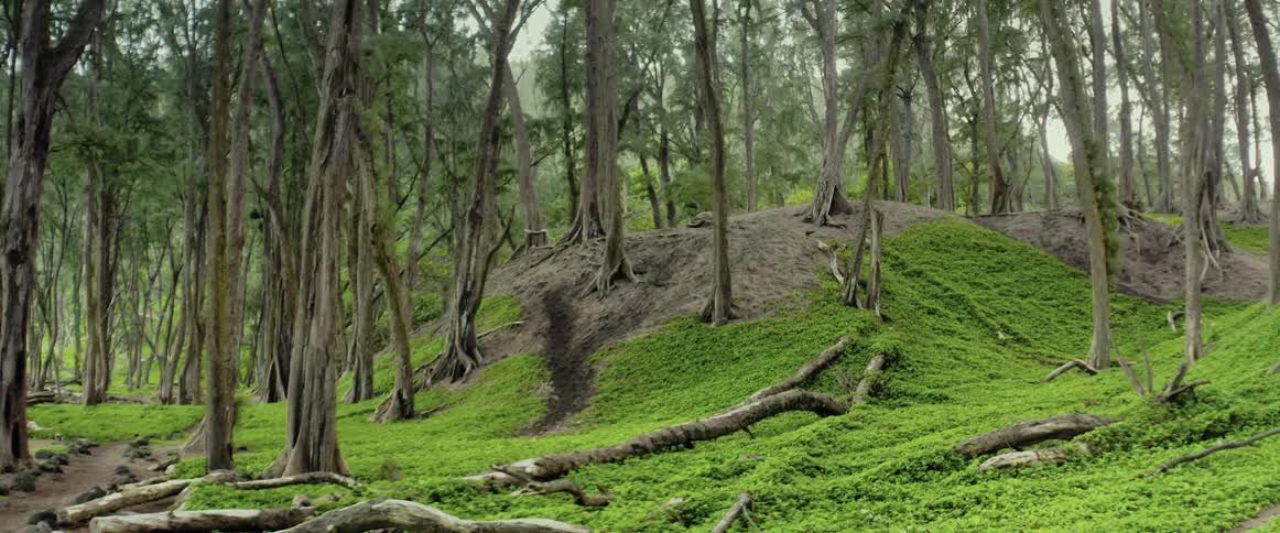 View of woods with small hill next to path