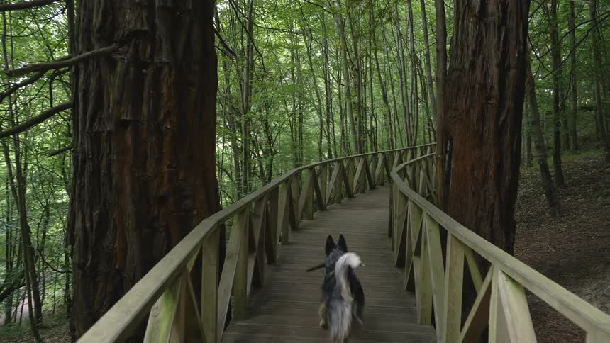A dog carrying a stick runs across a bridge in a forest