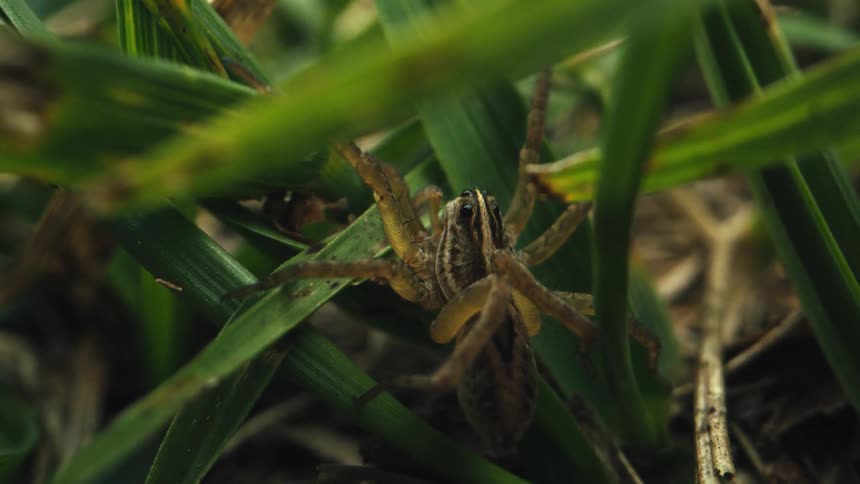Big spider sits on green plant in the forest
