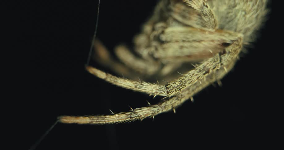 A hairy spider clings to a web