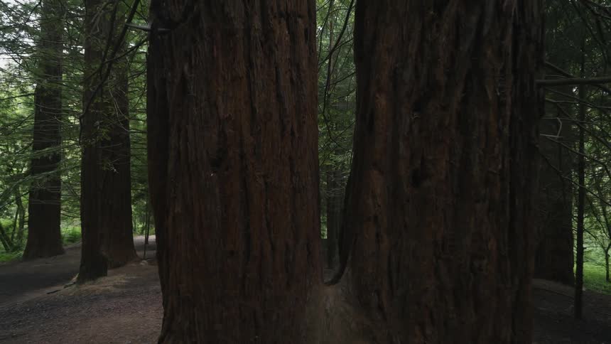 A large area of land covered with trees and plants in the woods