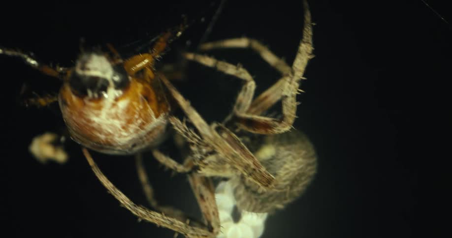 A spider attacks a bug caught in its web
