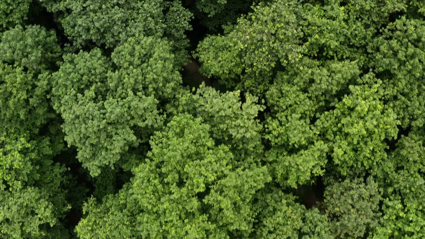 A forest road is seen through the treetops from above
