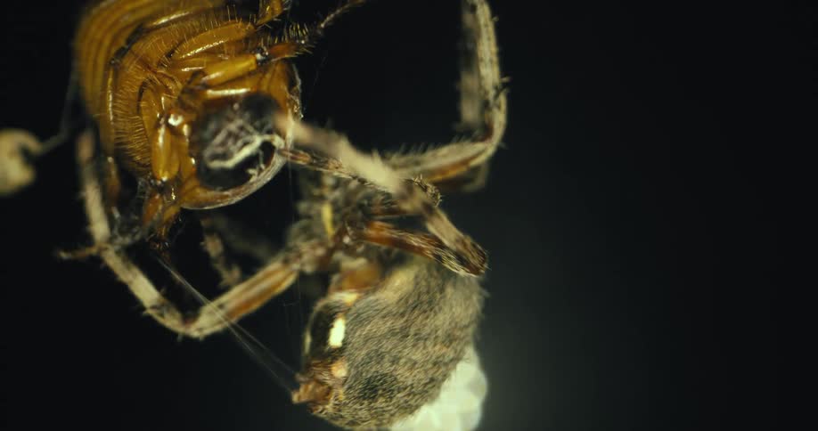 A spider attacks a bug caught in its web